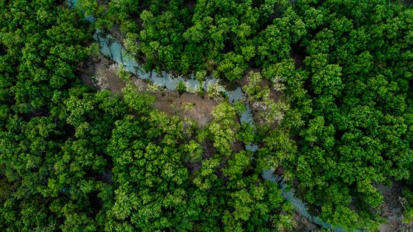 L'importance cruciale des forêts pour un avenir durable